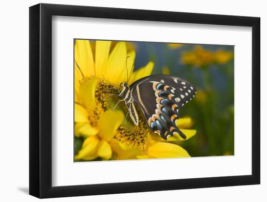 Palmedes Swallowtail Butterfly-Darrell Gulin-Framed Photographic Print