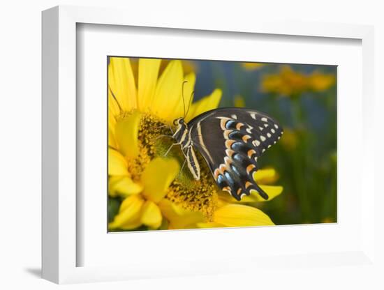 Palmedes Swallowtail Butterfly-Darrell Gulin-Framed Photographic Print