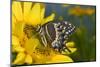Palmedes Swallowtail Butterfly-Darrell Gulin-Mounted Photographic Print