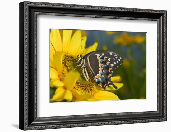 Palmedes Swallowtail Butterfly-Darrell Gulin-Framed Photographic Print