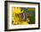 Palmedes Swallowtail Butterfly-Darrell Gulin-Framed Photographic Print