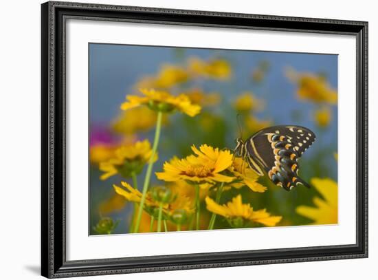 Palmedes Swallowtail-Darrell Gulin-Framed Photographic Print