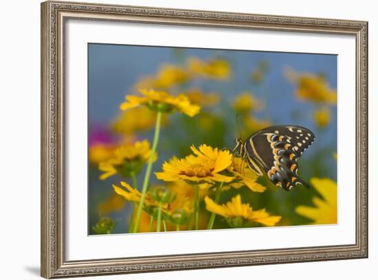 Palmedes Swallowtail-Darrell Gulin-Framed Photographic Print