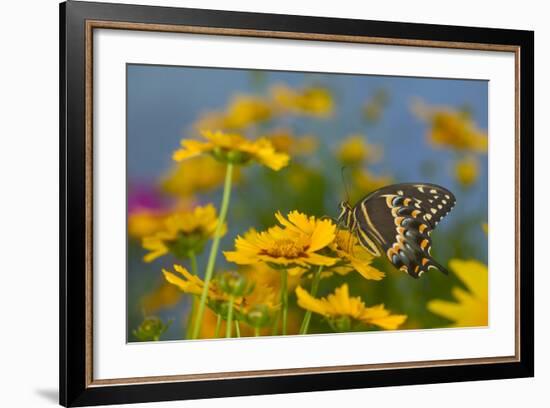 Palmedes Swallowtail-Darrell Gulin-Framed Photographic Print