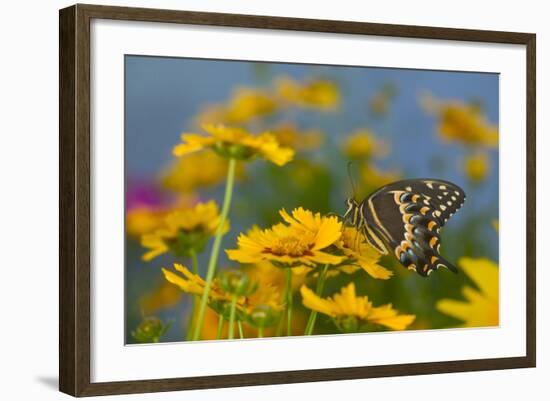 Palmedes Swallowtail-Darrell Gulin-Framed Photographic Print