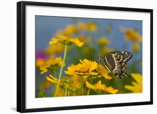 Palmedes Swallowtail-Darrell Gulin-Framed Photographic Print