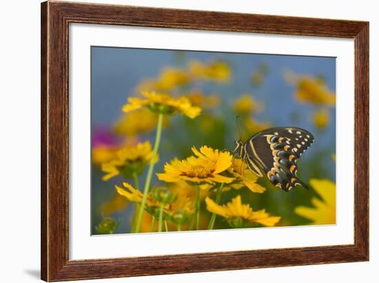 Palmedes Swallowtail-Darrell Gulin-Framed Photographic Print