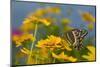 Palmedes Swallowtail-Darrell Gulin-Mounted Photographic Print