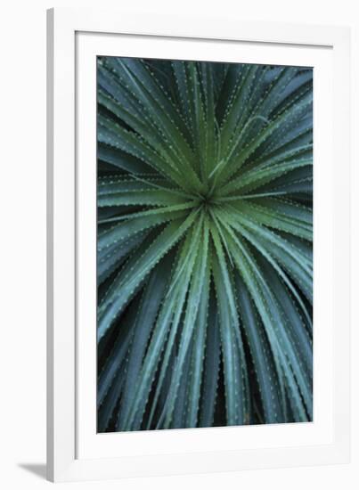 Palmera-Irene Suchocki-Framed Giclee Print