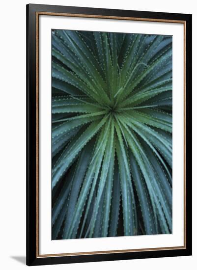 Palmera-Irene Suchocki-Framed Giclee Print