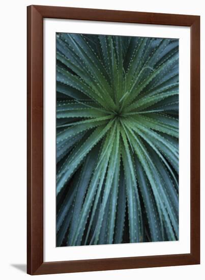 Palmera-Irene Suchocki-Framed Giclee Print