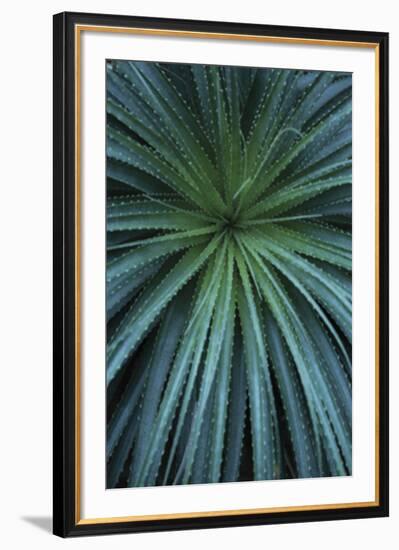 Palmera-Irene Suchocki-Framed Giclee Print