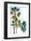 Palmetto II-Ryan Hartson-Weddle-Framed Photographic Print