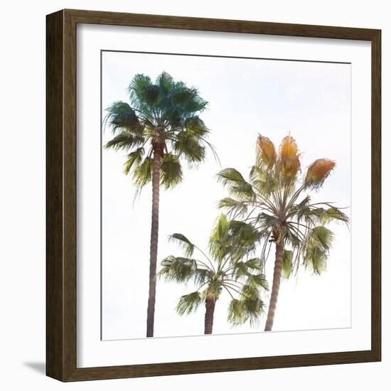 Palmetto III-Ryan Hartson-Weddle-Framed Photographic Print