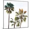 Palmetto III-Ryan Hartson-Weddle-Mounted Photographic Print