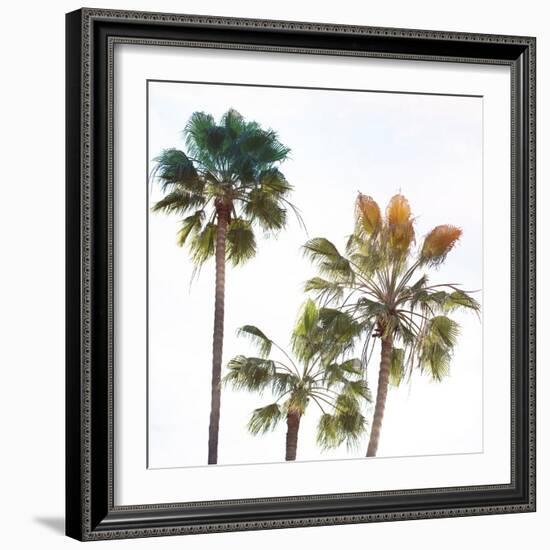 Palmetto III-Ryan Hartson-Weddle-Framed Photographic Print