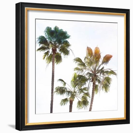 Palmetto III-Ryan Hartson-Weddle-Framed Photographic Print