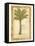 Palmetto Palm-Marianne D^ Cuozzo-Framed Stretched Canvas