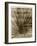 Palmetto Palm-John Kuss-Framed Giclee Print