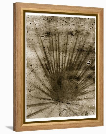 Palmetto Palm-John Kuss-Framed Premier Image Canvas