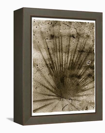 Palmetto Palm-John Kuss-Framed Premier Image Canvas