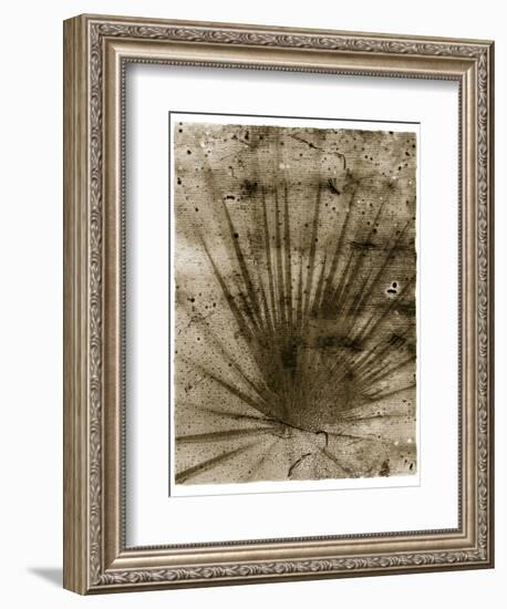 Palmetto Palm-John Kuss-Framed Giclee Print