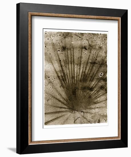 Palmetto Palm-John Kuss-Framed Giclee Print