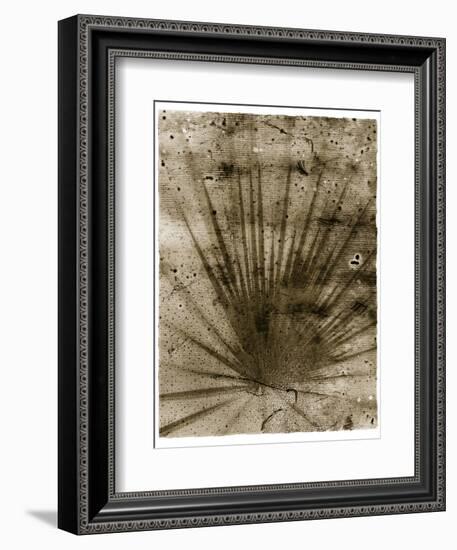 Palmetto Palm-John Kuss-Framed Giclee Print