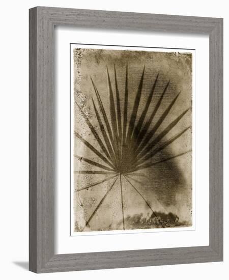 Palmetto Palm-John Kuss-Framed Photographic Print