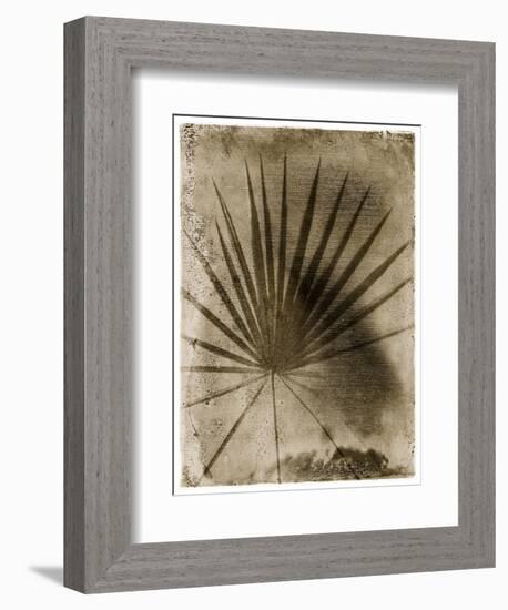 Palmetto Palm-John Kuss-Framed Photographic Print