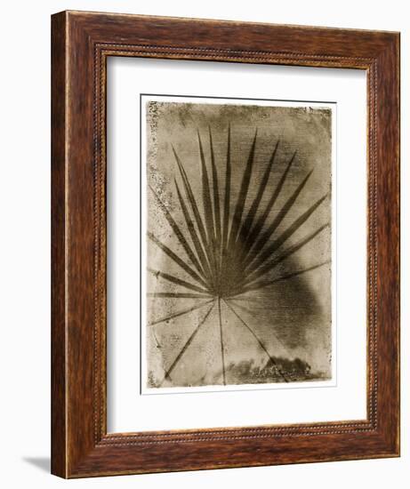 Palmetto Palm-John Kuss-Framed Photographic Print