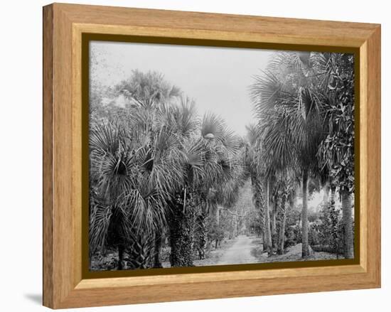 Palmettos at Bostroms, Ormond, Fla.-null-Framed Stretched Canvas