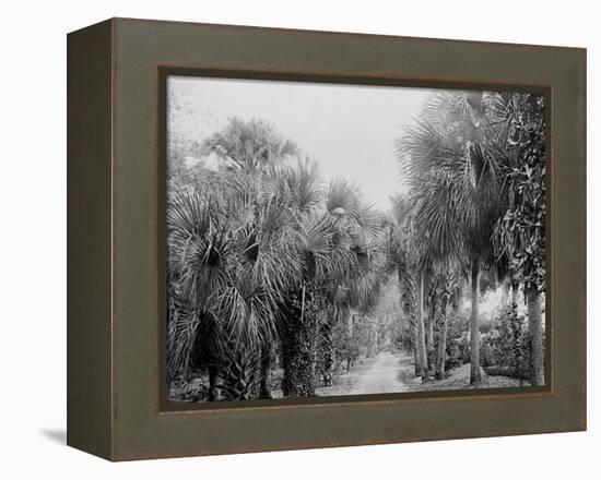 Palmettos at Bostroms, Ormond, Fla.-null-Framed Stretched Canvas