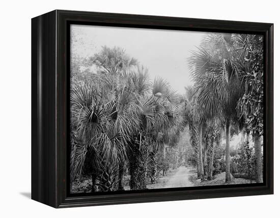 Palmettos at Bostroms, Ormond, Fla.-null-Framed Stretched Canvas