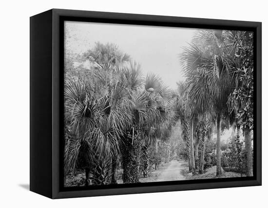 Palmettos at Bostroms, Ormond, Fla.-null-Framed Stretched Canvas