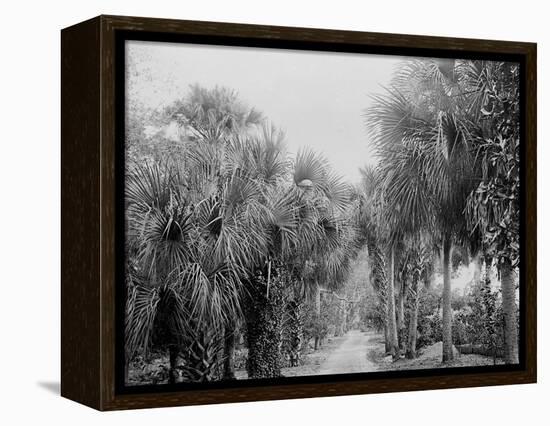 Palmettos at Bostroms, Ormond, Fla.-null-Framed Stretched Canvas