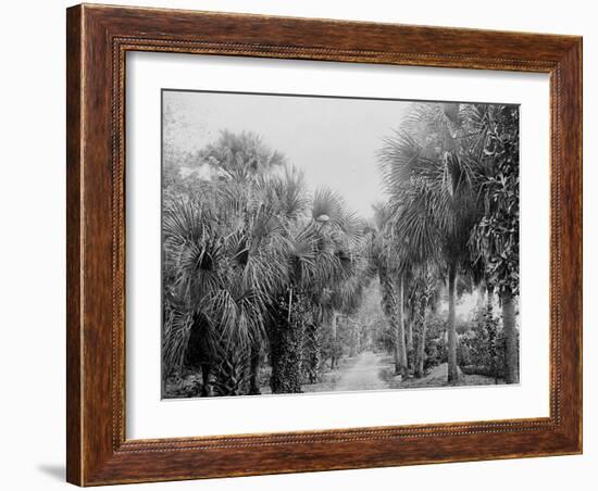 Palmettos at Bostroms, Ormond, Fla.-null-Framed Photo