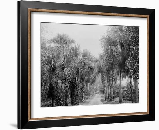 Palmettos at Bostroms, Ormond, Fla.-null-Framed Photo