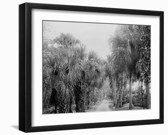 Palmettos at Bostroms, Ormond, Fla.-null-Framed Photo