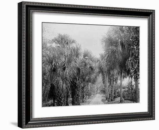 Palmettos at Bostroms, Ormond, Fla.-null-Framed Photo