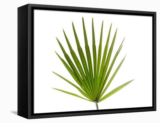 Palmito Dwarf Fan Palm Spain-Niall Benvie-Framed Premier Image Canvas