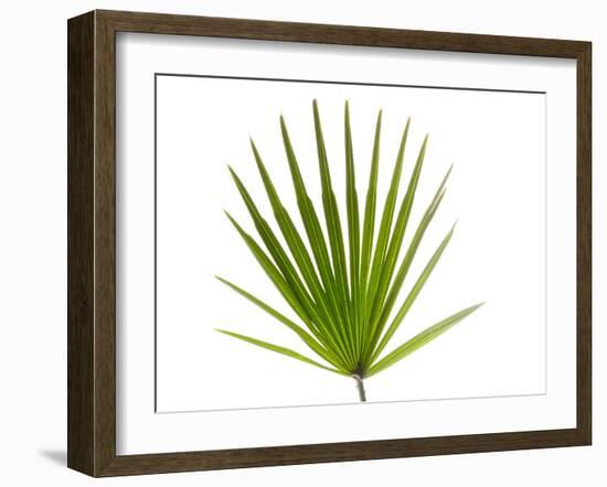 Palmito Dwarf Fan Palm Spain-Niall Benvie-Framed Photographic Print