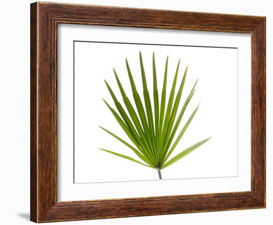 Palmito Dwarf Fan Palm Spain-Niall Benvie-Framed Photographic Print