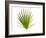 Palmito Dwarf Fan Palm Spain-Niall Benvie-Framed Photographic Print