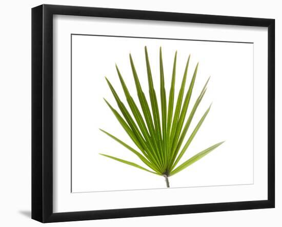 Palmito Dwarf Fan Palm Spain-Niall Benvie-Framed Photographic Print