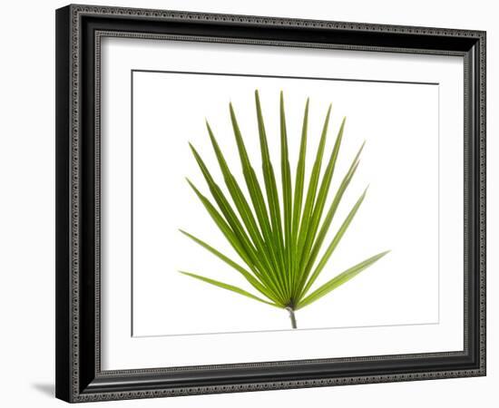 Palmito Dwarf Fan Palm Spain-Niall Benvie-Framed Photographic Print