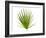 Palmito Dwarf Fan Palm Spain-Niall Benvie-Framed Photographic Print