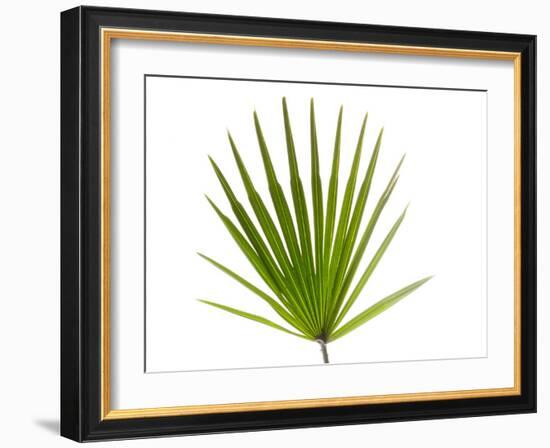 Palmito Dwarf Fan Palm Spain-Niall Benvie-Framed Photographic Print