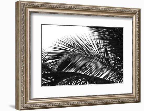 Palms 13-Jamie Kingham-Framed Art Print