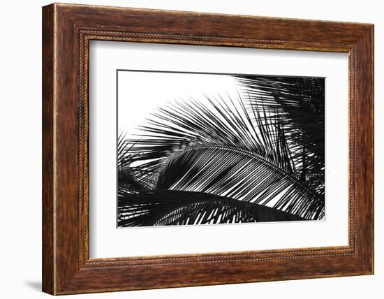 Palms 13-Jamie Kingham-Framed Art Print